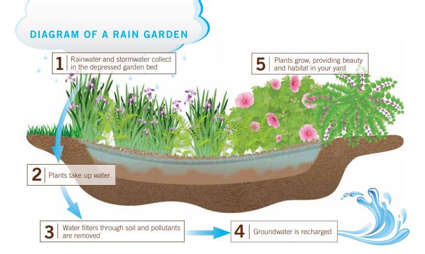 raingarden image Clemson