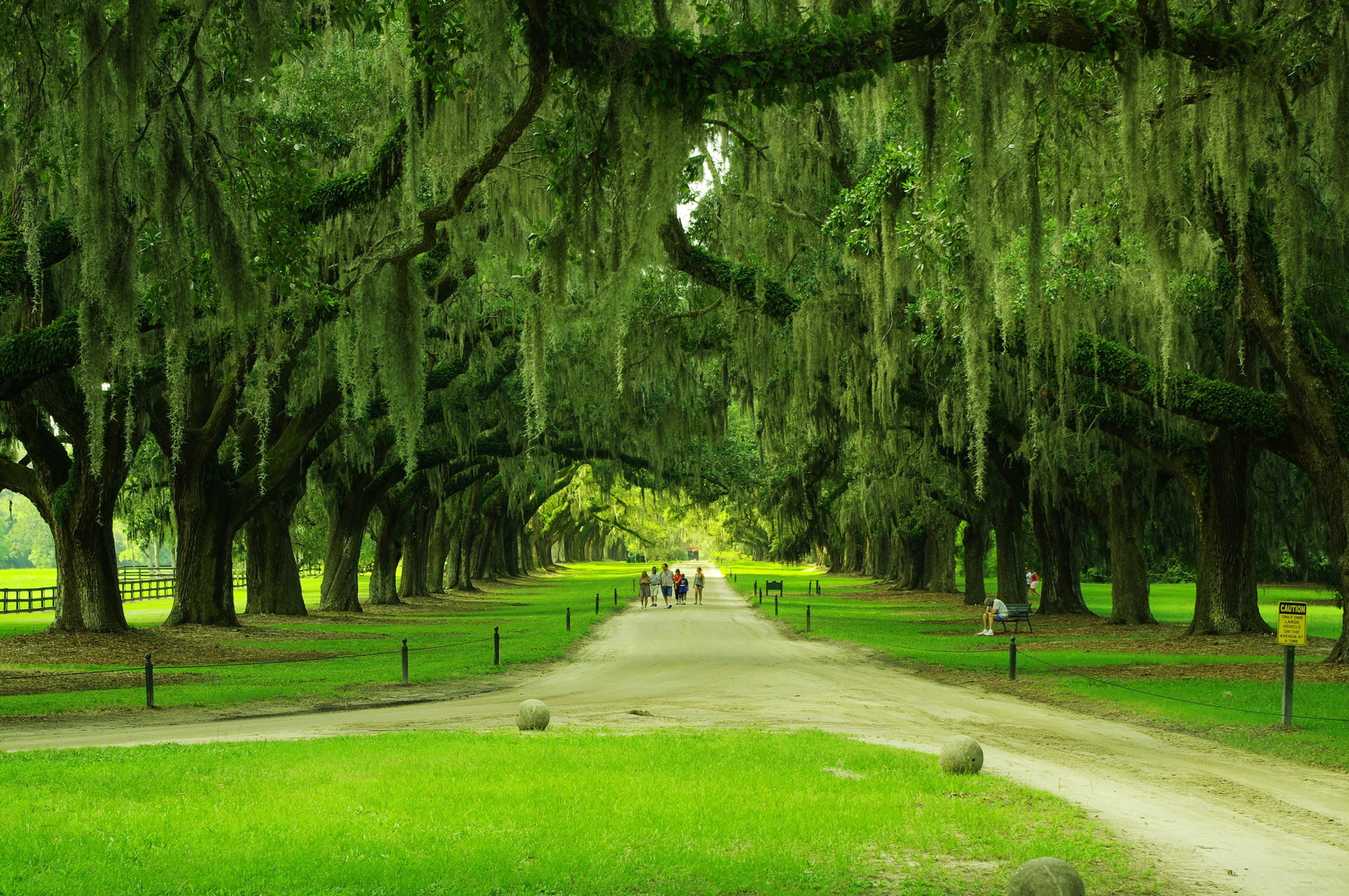 Boone-hall-avenue-of-oaks-sc1