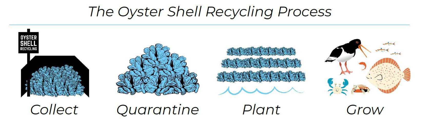 oyster recycling process