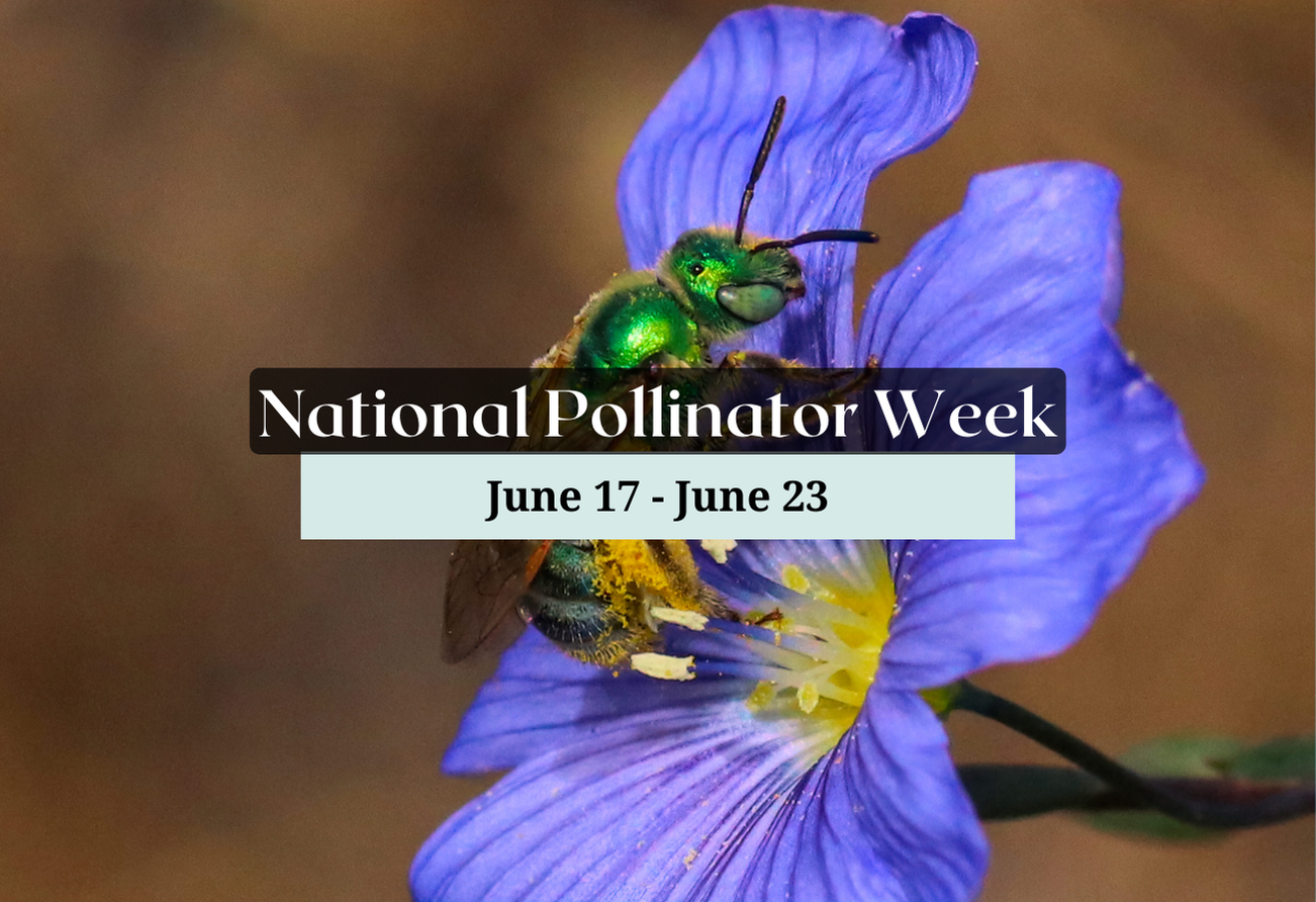 Photo of bee on flower with dates for National Pollinator Week June 17-23