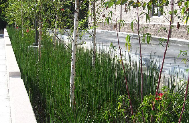 Bojangles bioswale mt P