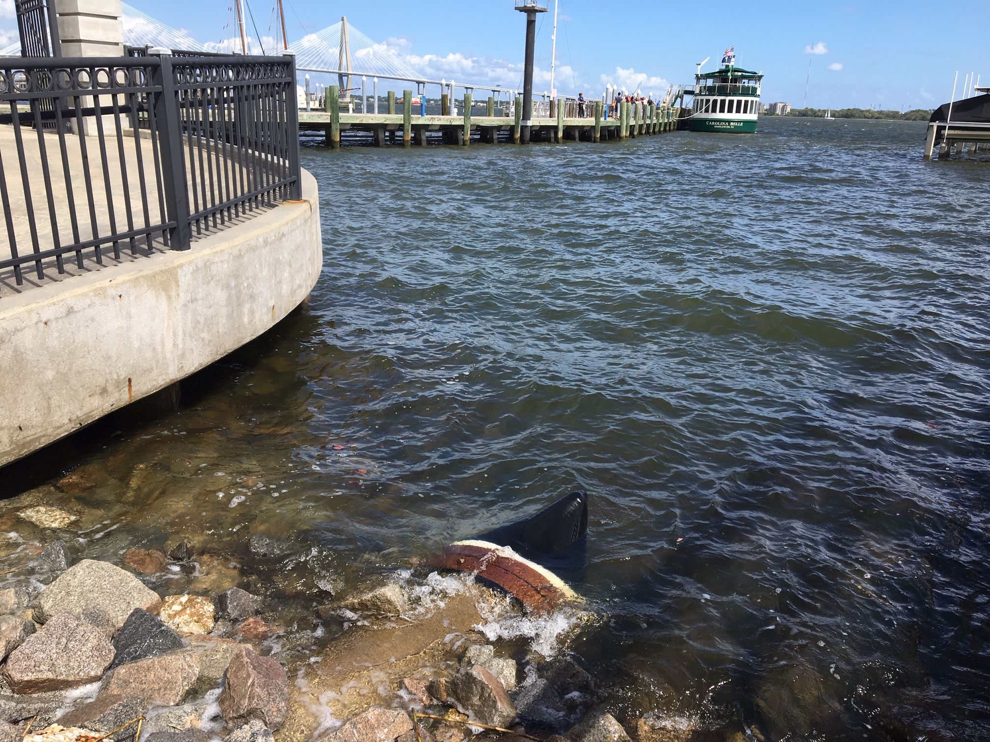 Stormwater outfall pipe enters into Cooper River, it has a duckbill type check valve, one that is being phased out for more efficient and effective in-line valves.
