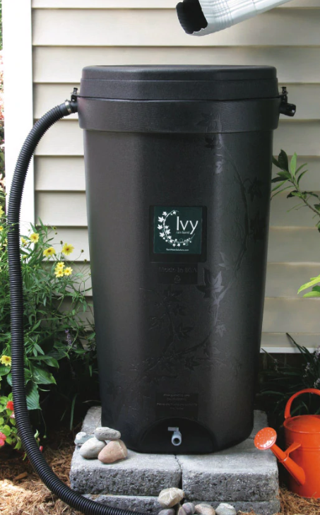 Rainbarrel Ivy