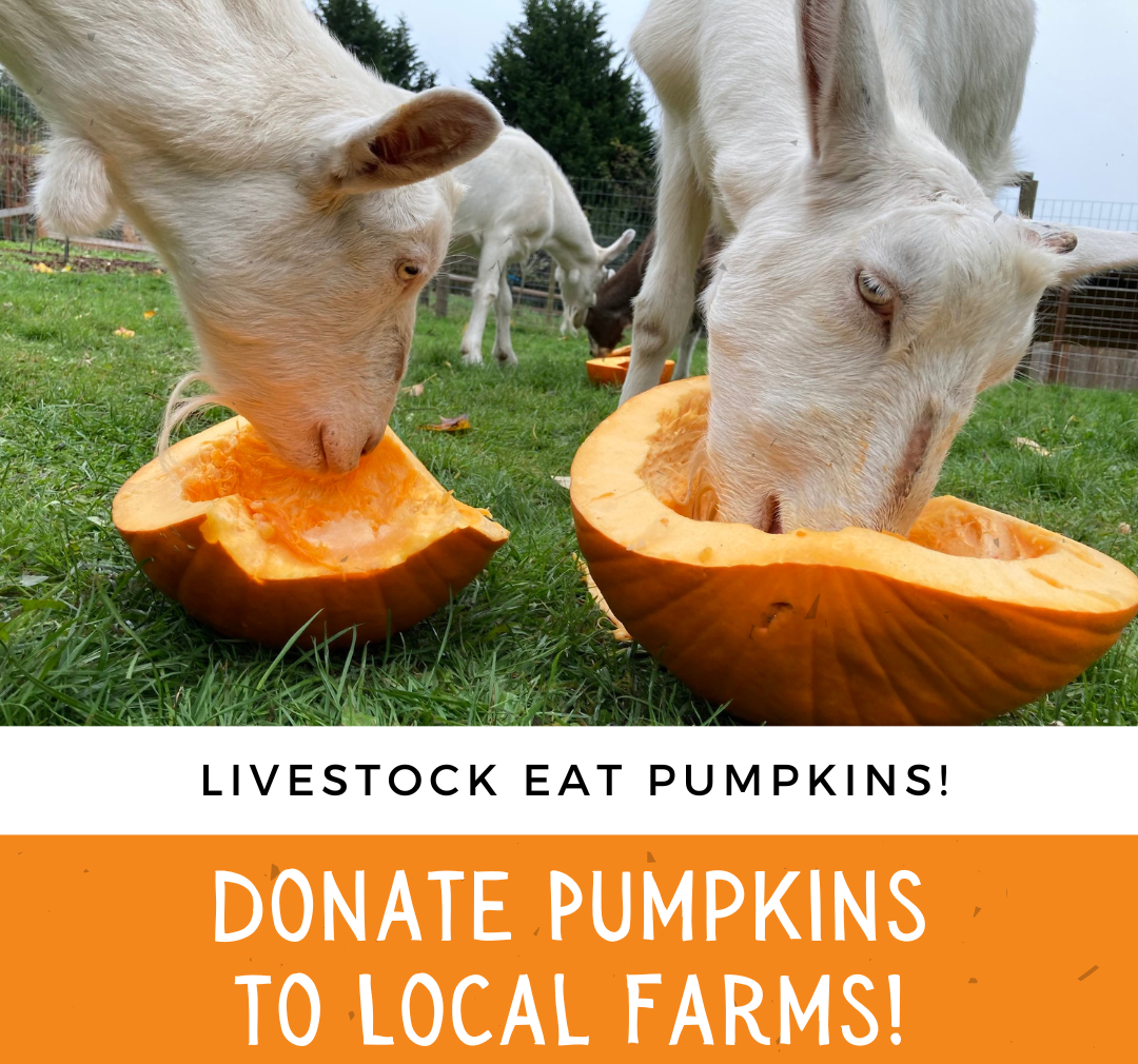 Did you know- Pumpkins can feed livestock